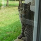 chat devant la fenêtre