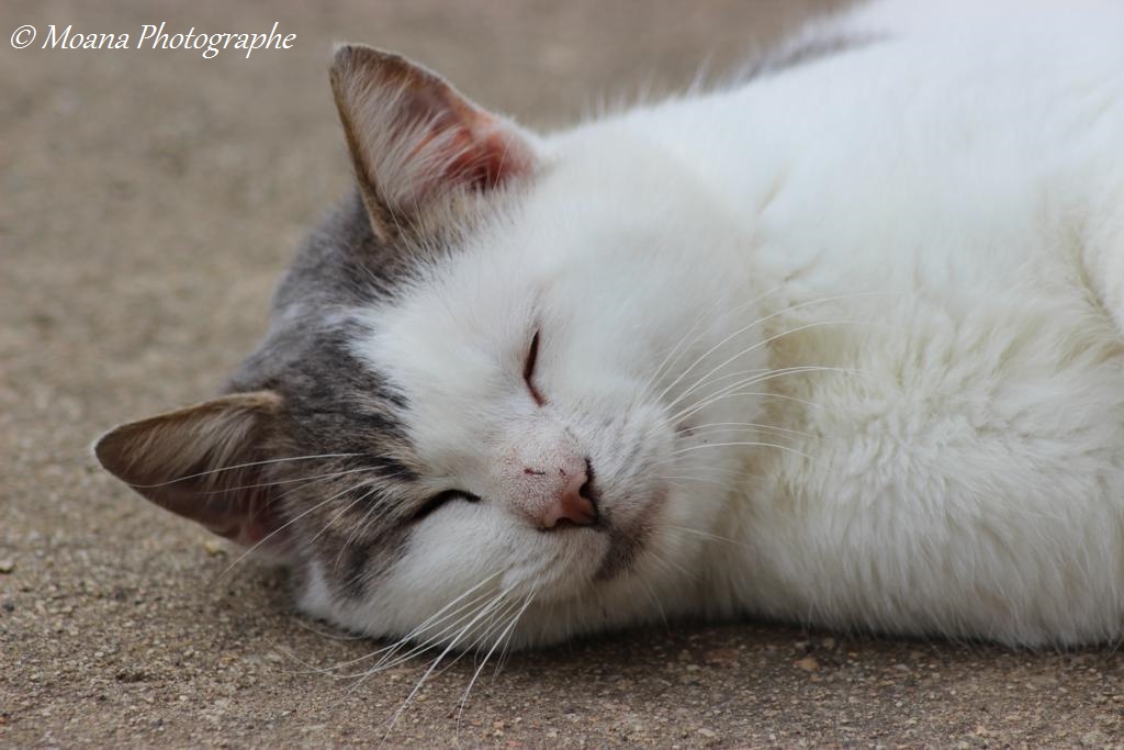 chat domestique