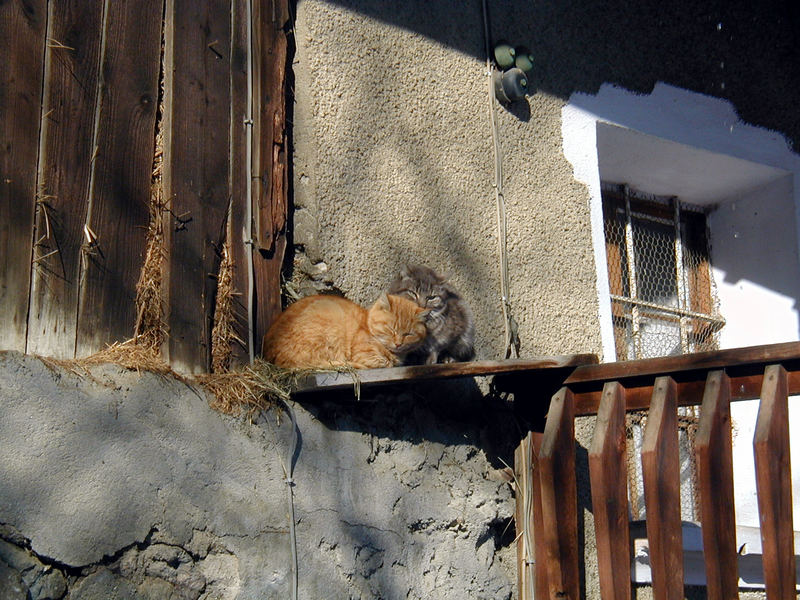 chat du corbier