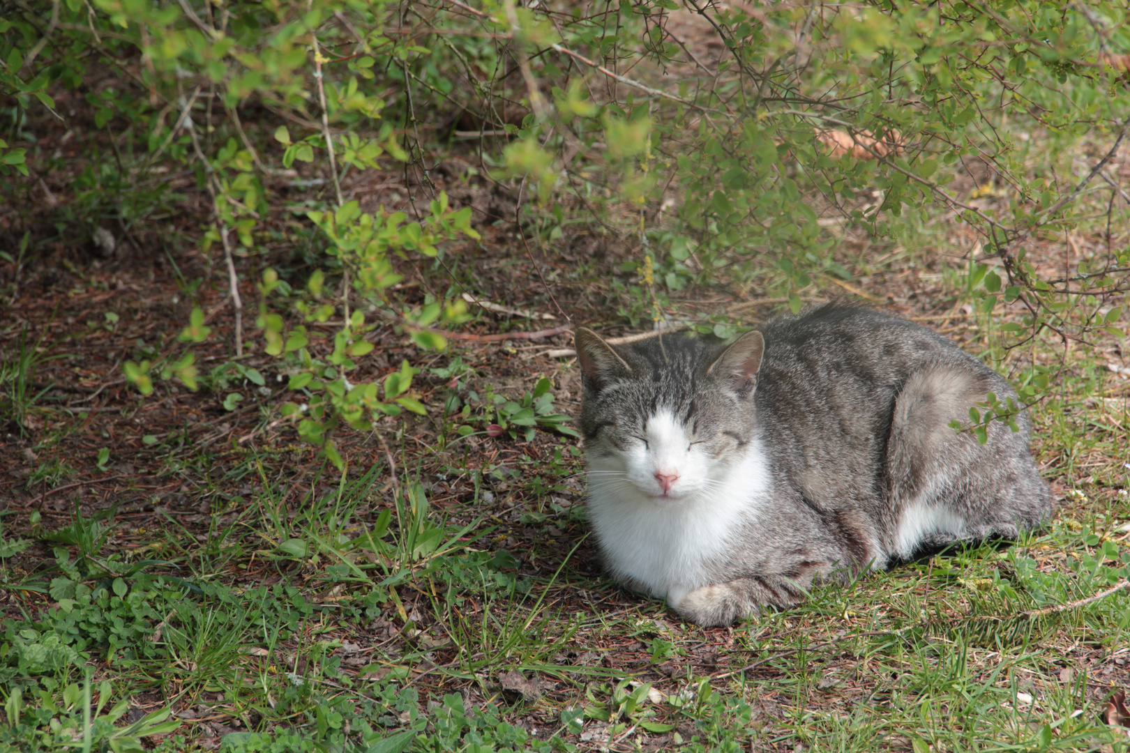 Chat en attente d'adoption