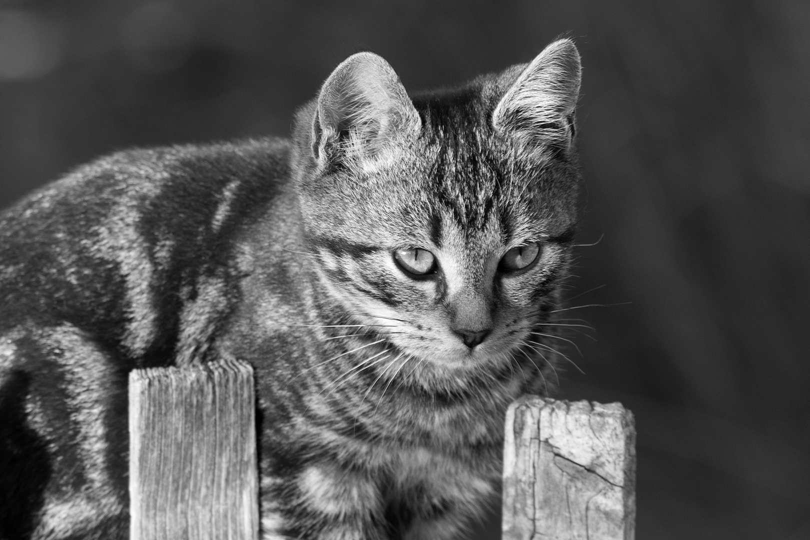 Chat en liberté