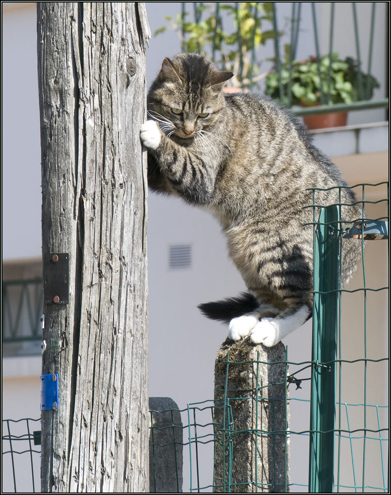 Chat en situation délicate