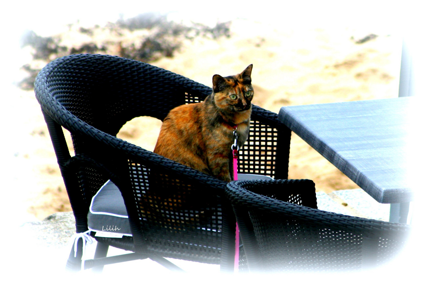 Chat en terrasse