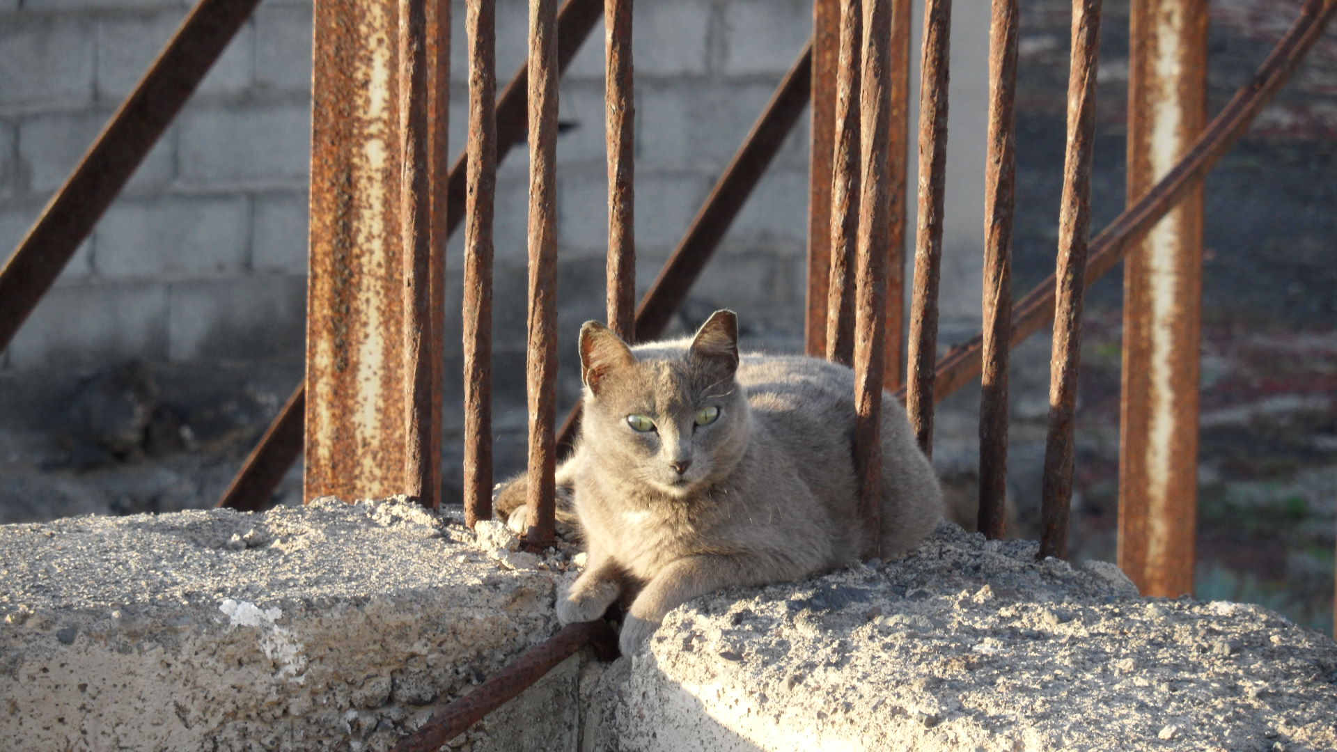 Chat errant sur Ténérife