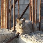 Chat errant sur Ténérife