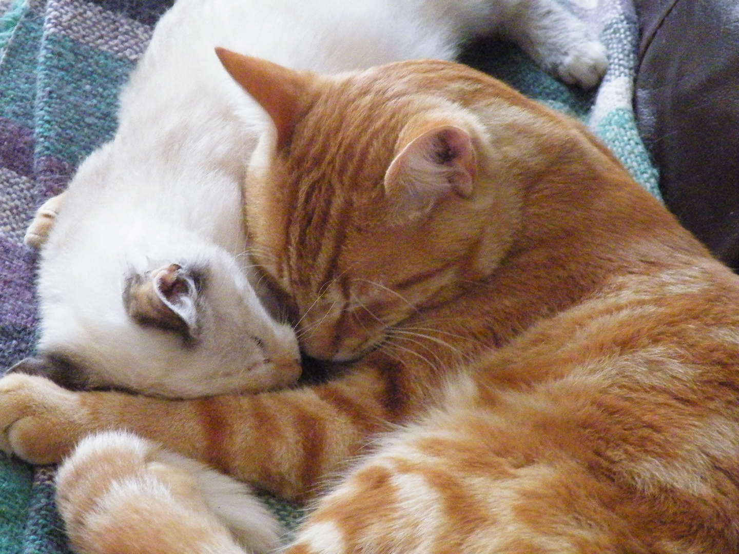 Chat Et Chaton S Aiment D Amour Tendre Photo Et Image Photos Marrantes Special Images Fotocommunity