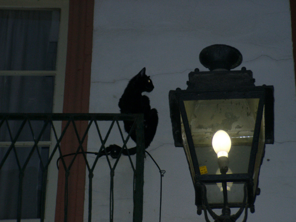 Chat et lampadaire