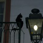 Chat et lampadaire