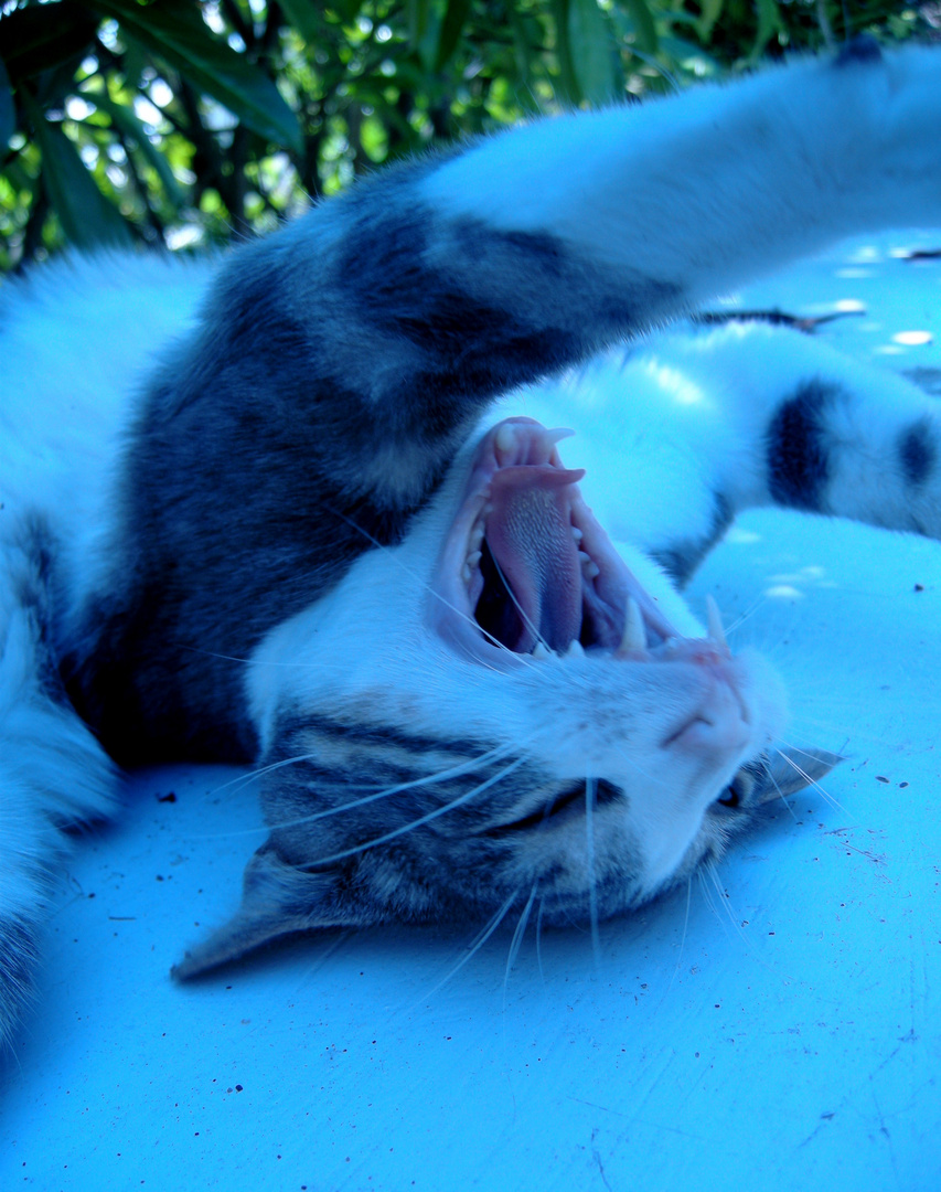 Chat fatigué, étonnant ?