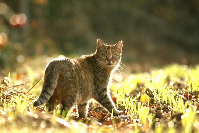 chat forestier?