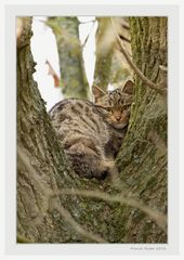 Chat forestier