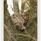 Chat forestier