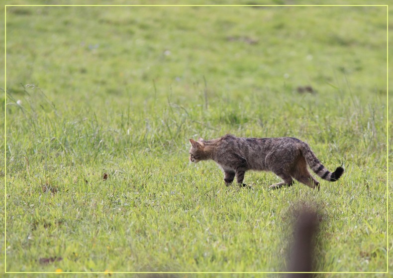 chat forestier