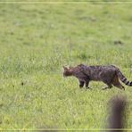 chat forestier