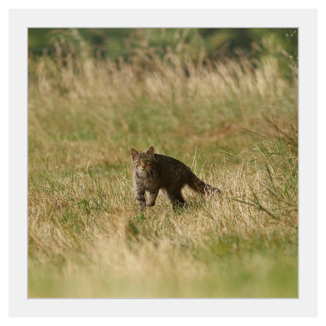 Chat forestier