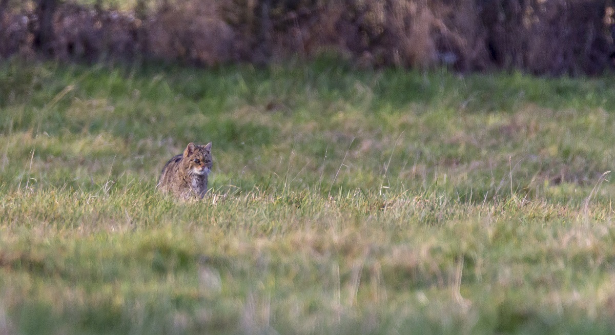 chat forestier