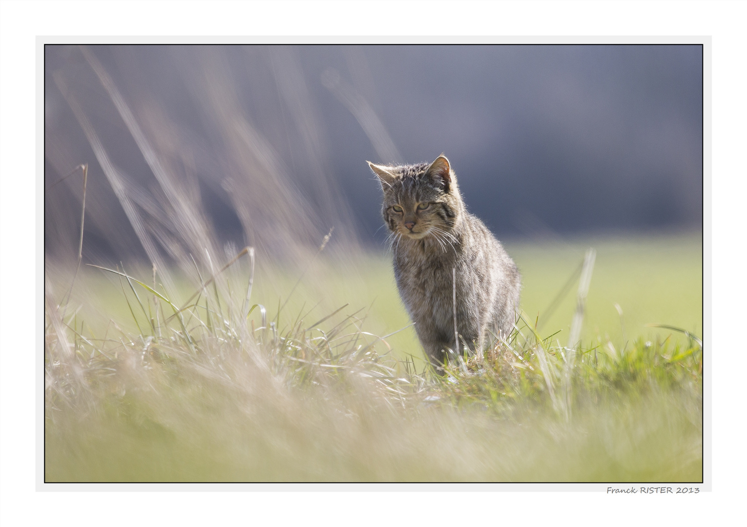 Chat forestier