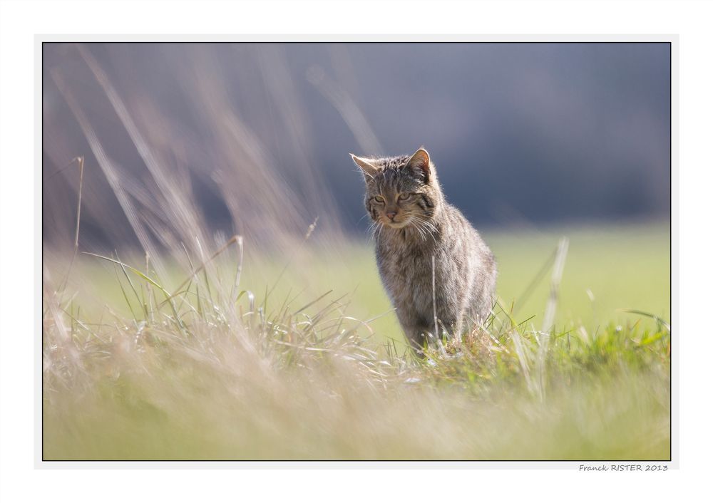 Chat forestier