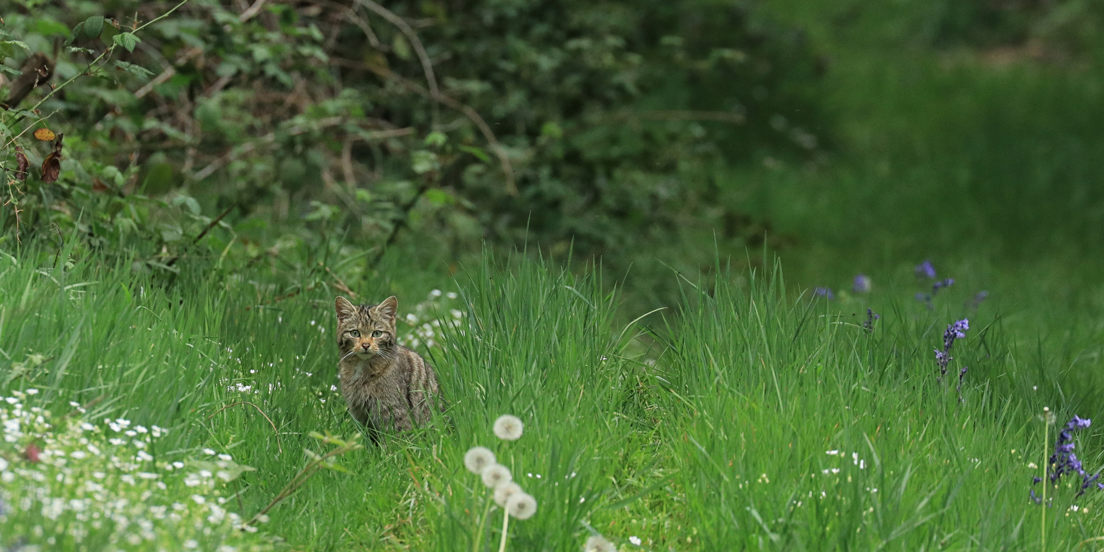 Chat forestier...