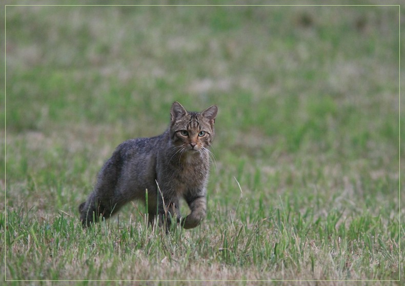 chat forestier en approche