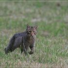 chat forestier en approche