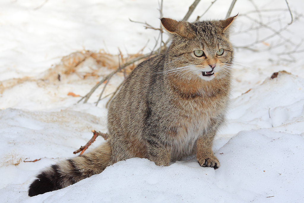 Chat forestier sauvage