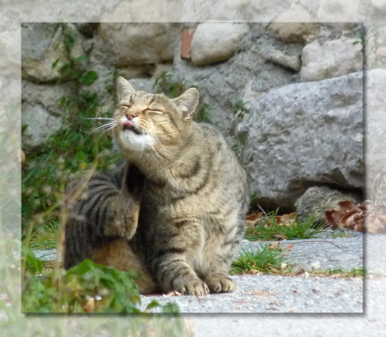 * chat gratte * photo et image animaux, animaux domestiques, chats Images
