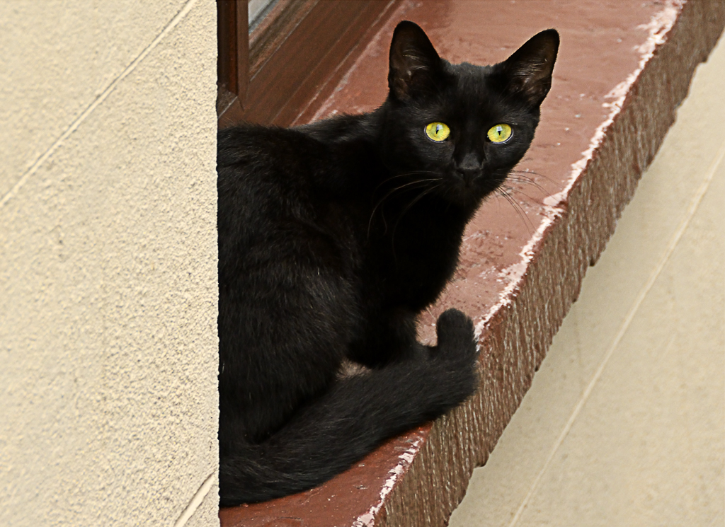 Chat Irlandais Photo Et Image Animaux Animaux Domestiques Chats Images Fotocommunity