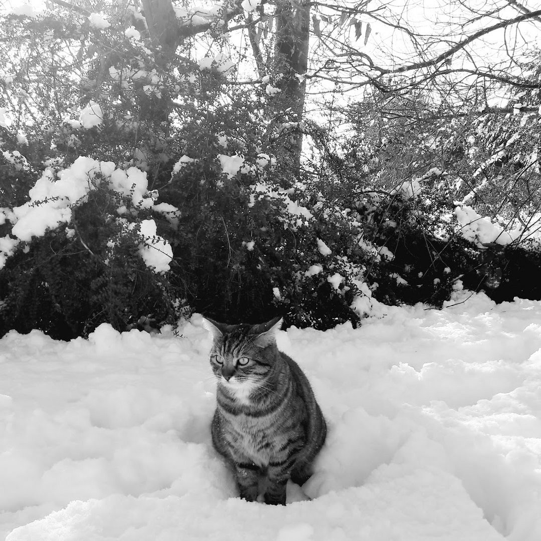 CHAT LEURRE HIVERNALE