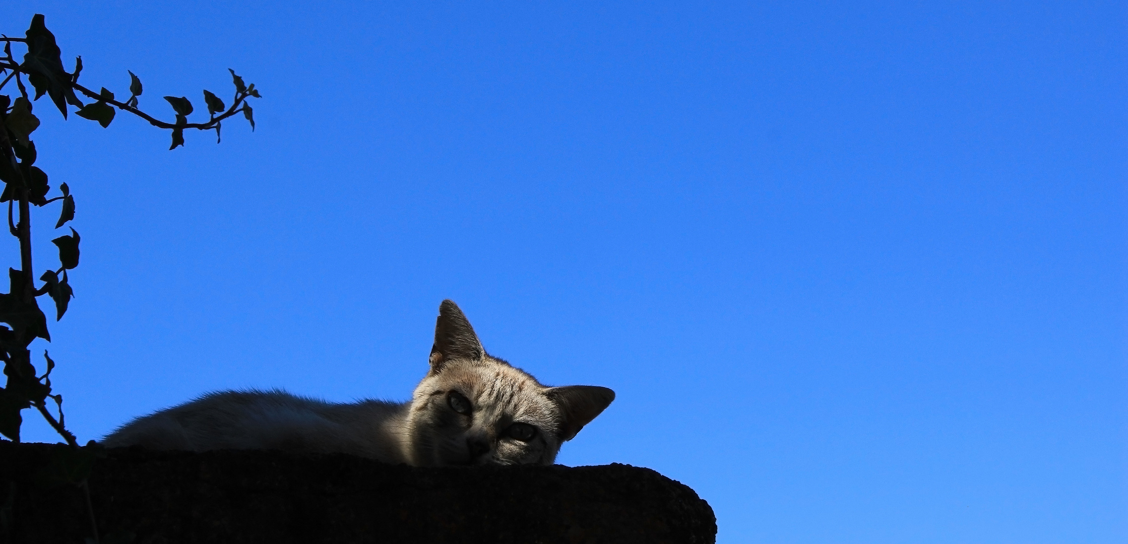 Chat L'heure d été.....-:))!!