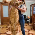 chat main  coon, adulte