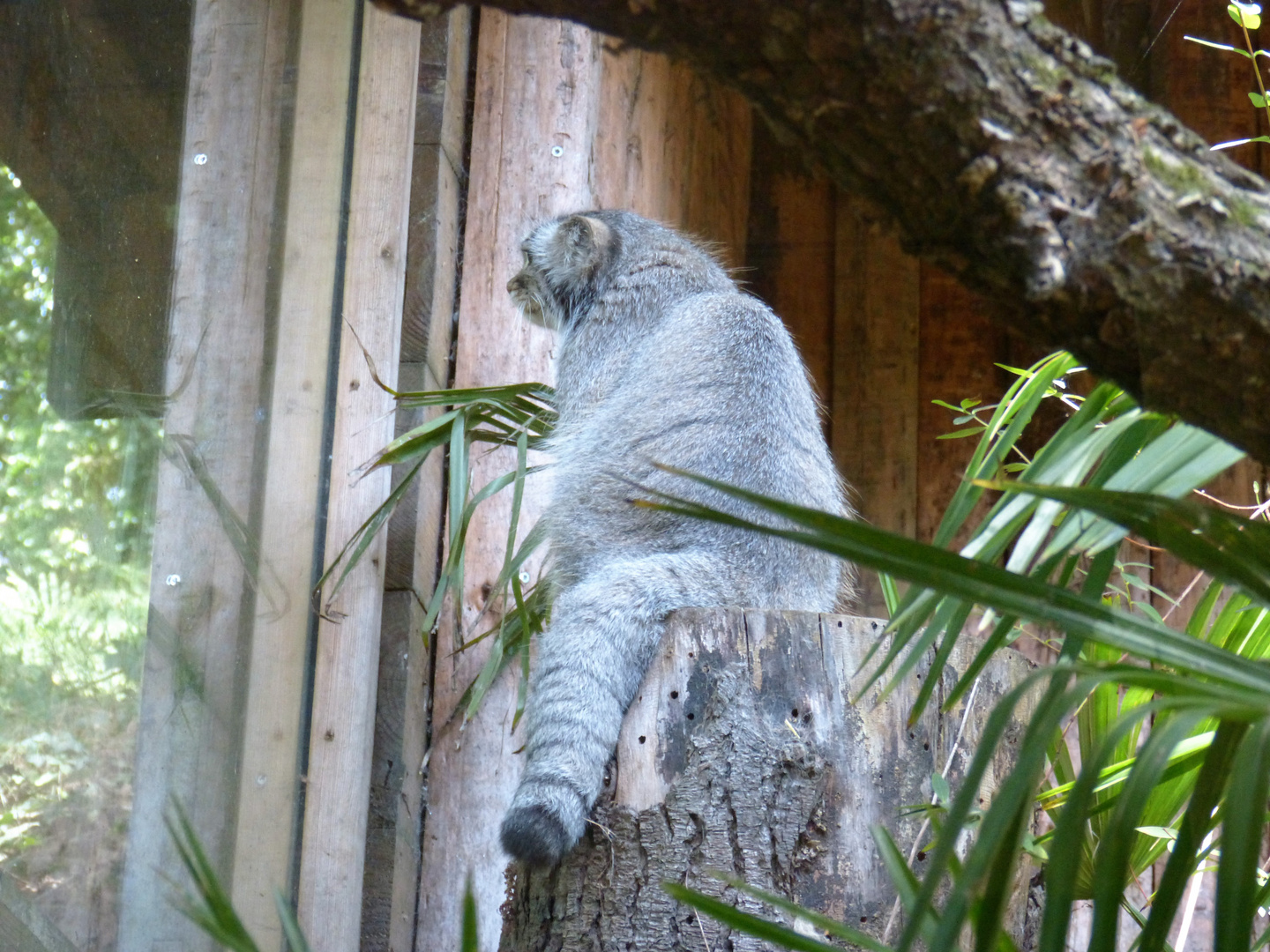 Chat Manul