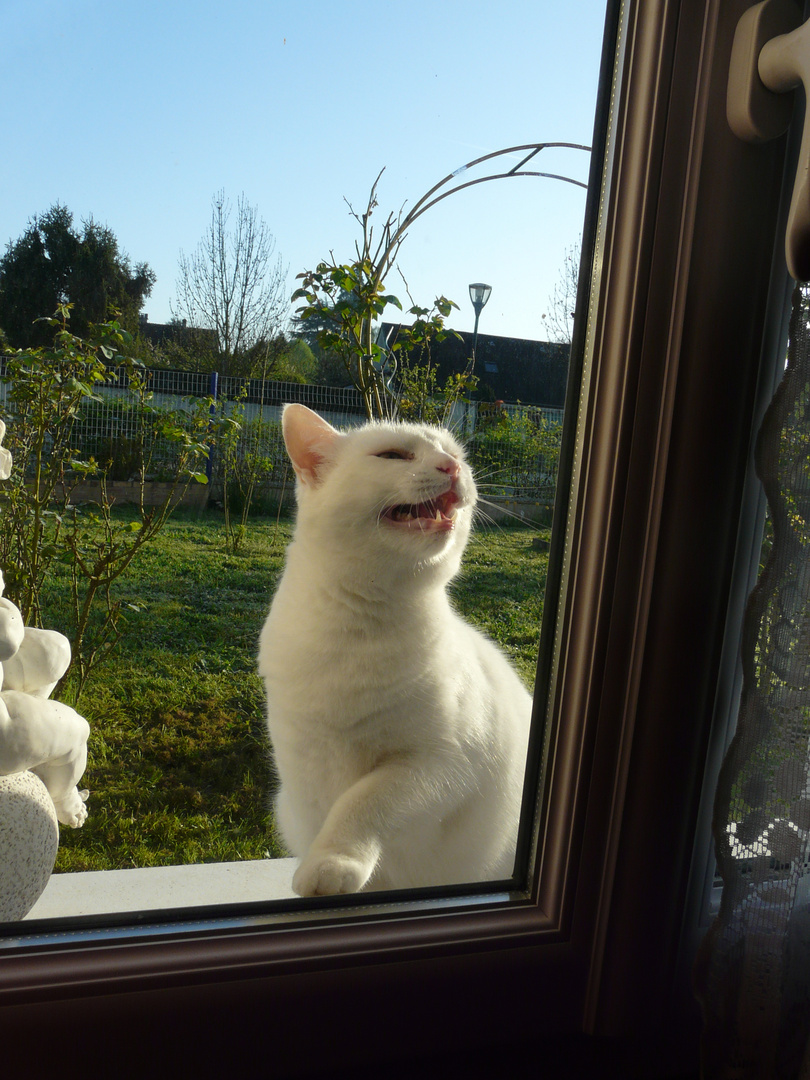 Chat Mimi devant la fenêtre