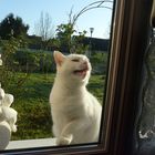 Chat Mimi devant la fenêtre