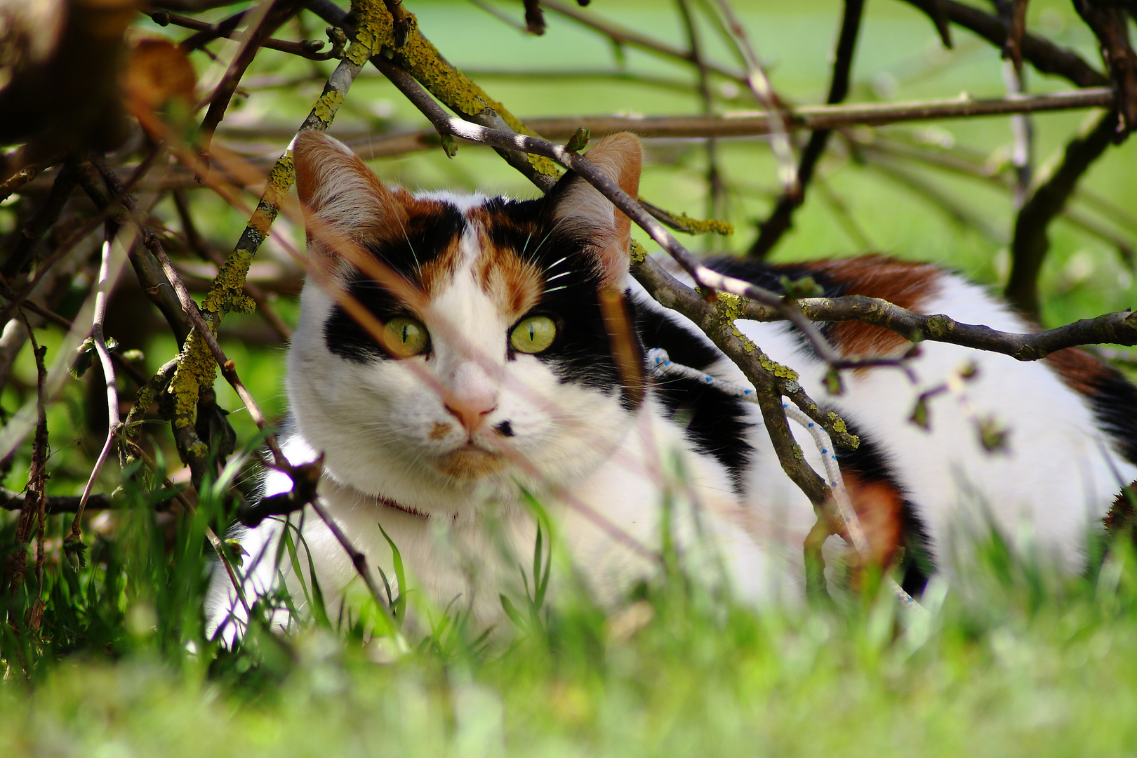 Chat mouflage