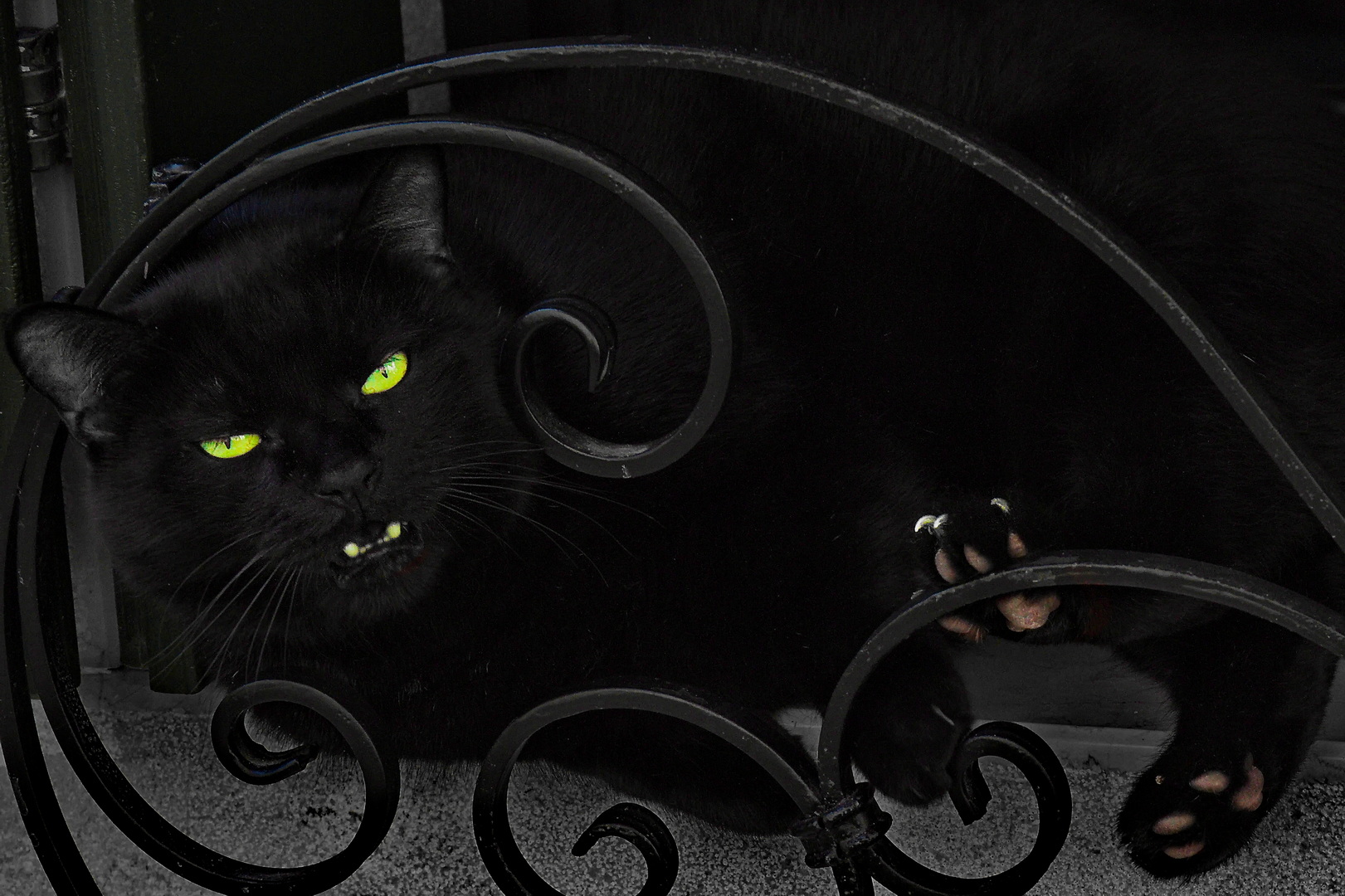 chat noir