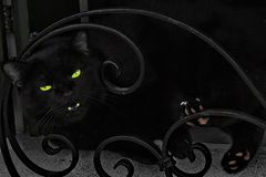 chat noir