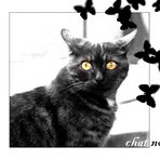 chat noir