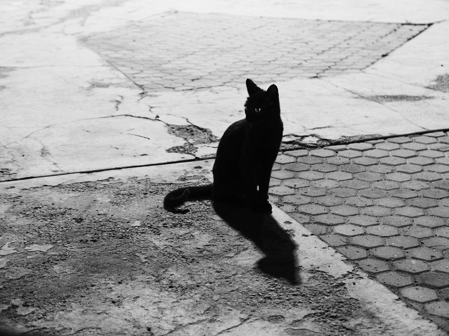 CHAT NOIR 