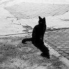 CHAT NOIR 