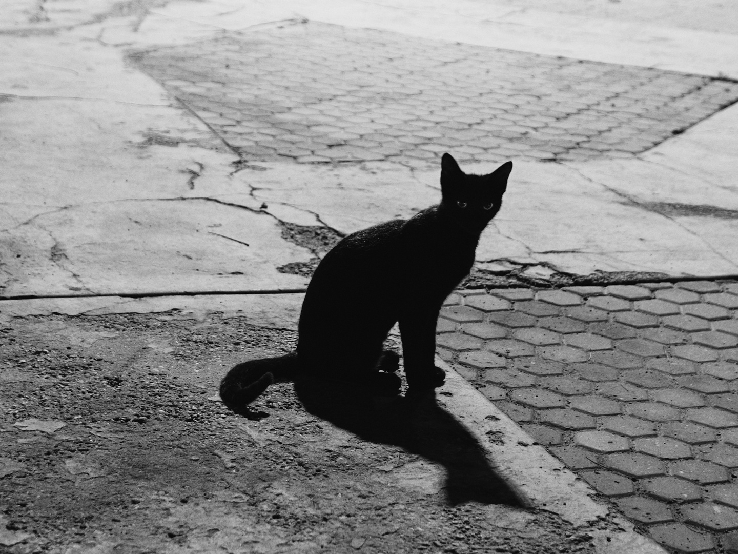 CHAT NOIR 