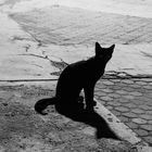 CHAT NOIR 