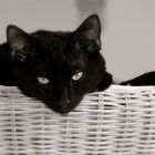 chat noir