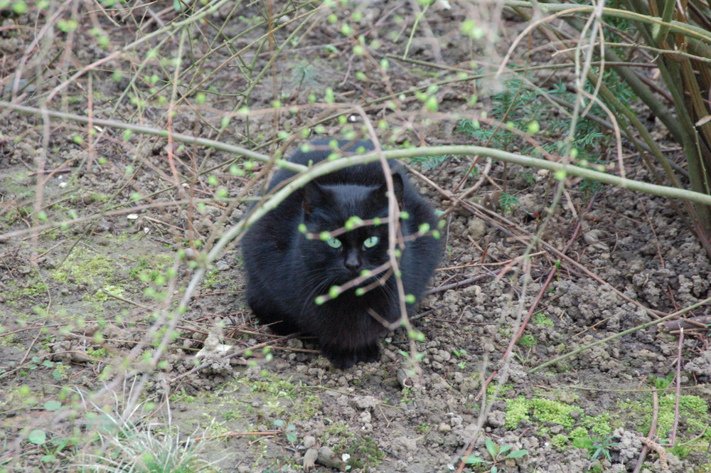 chat noir