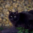 Chat noir au bord de la rivière