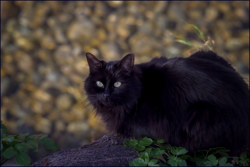 Chat noir au bord de la rivière