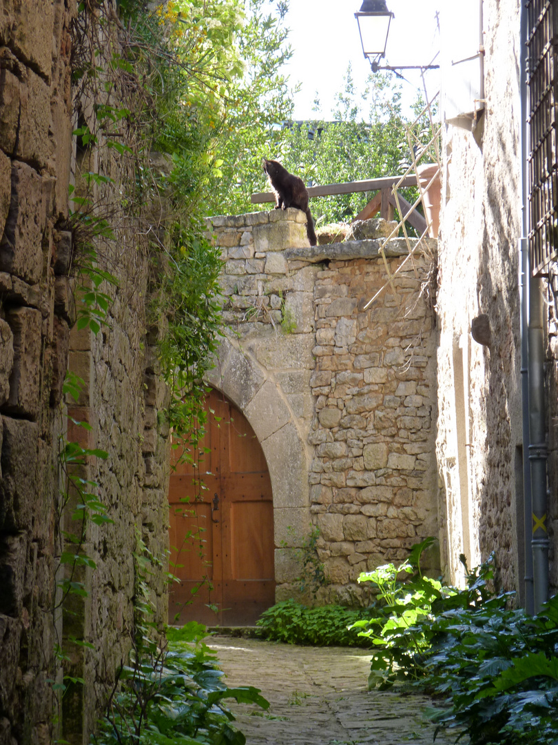 Chat noir bruniquelais