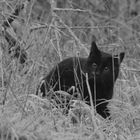 * chat noir dans les herbes givrées *  ;- ))))