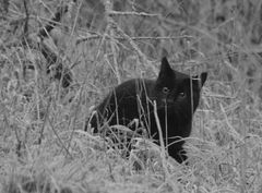 * chat noir dans les herbes givrées *  ;- ))))