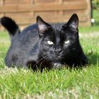 Chat noir - Dans l'herbe